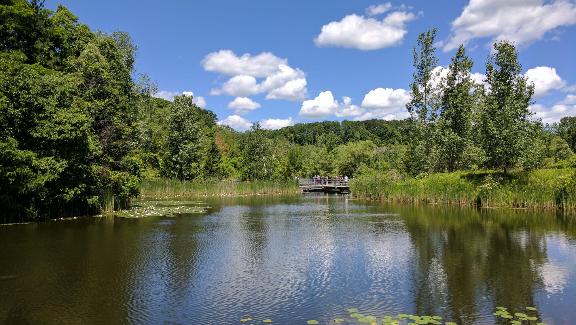 A quiet pond surroundedd by greenery