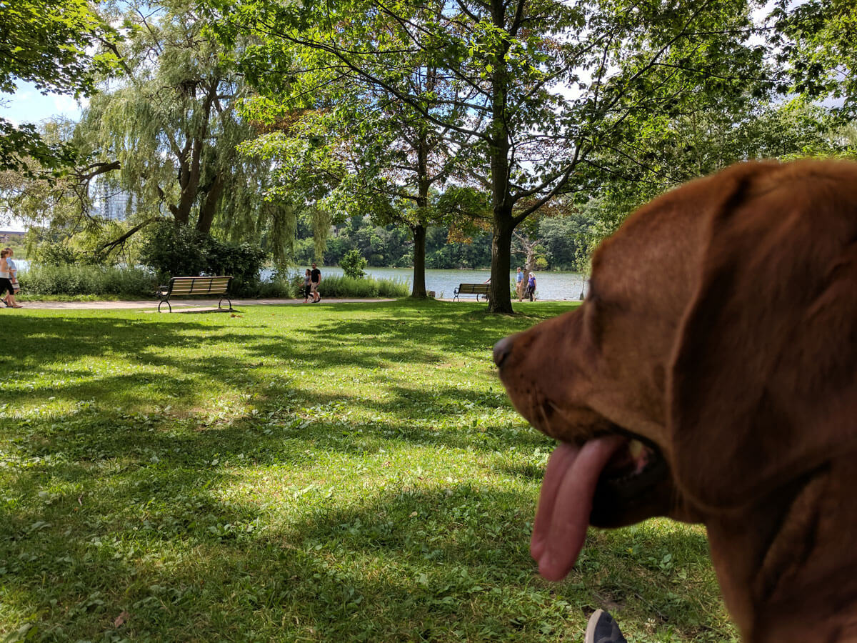 A dog overlooking the lake in High Park